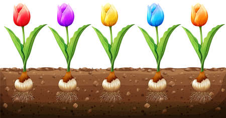 Tulips in different colors illustrationのイラスト素材