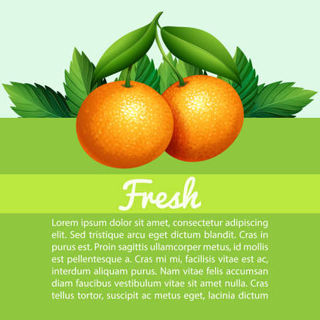 Infographic with fresh oranges illustrationのイラスト素材