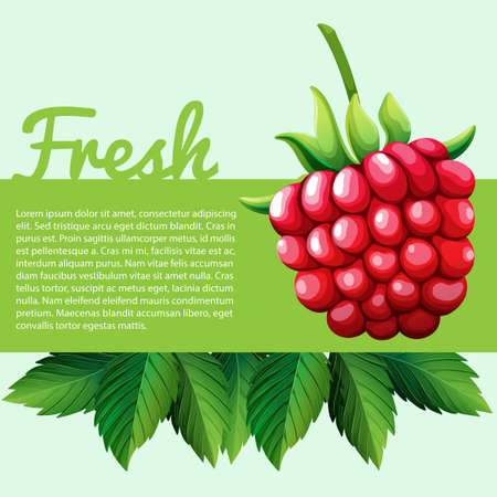 Fresh rasberry with text illustrationのイラスト素材