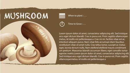 Infographic design with fresh mushroom illustrationのイラスト素材