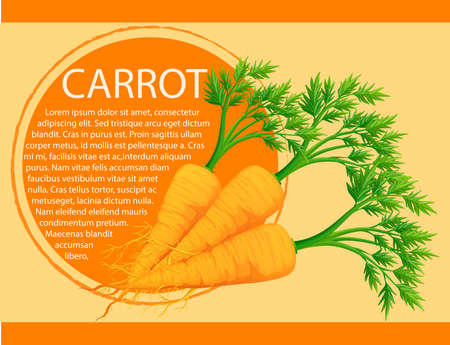 Infographic design with fresh carrots illustrationのイラスト素材