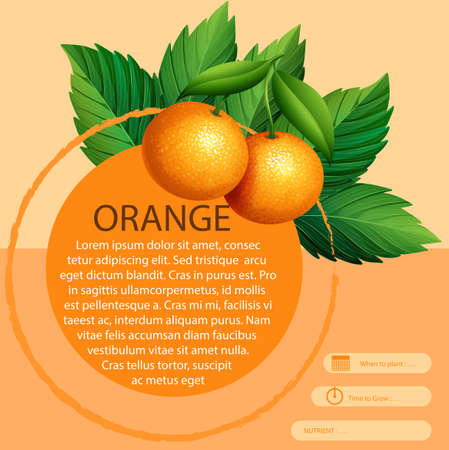Infographic design with fresh oranges illustrationのイラスト素材