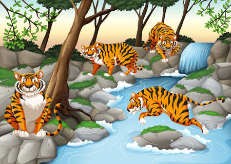 Four tigers living by the river illustrationのイラスト素材