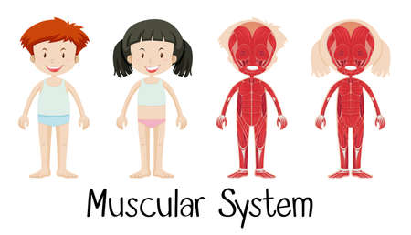 Muscular system of boy and girl illustrationのイラスト素材
