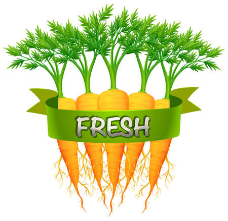 Fresh carrots with green banner illustrationのイラスト素材
