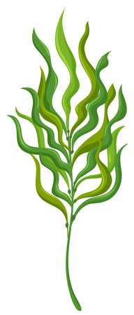 Plant with long leaves illustrationのイラスト素材