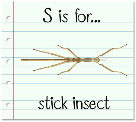 Flashcard letter S is for stick insect illustrationのイラスト素材