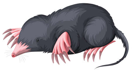 Mole with black fur illustrationのイラスト素材
