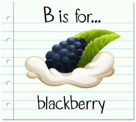 Flashcard letter B is for blackberry illustrationのイラスト素材