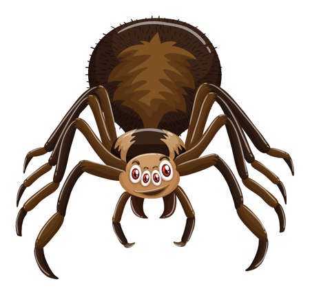 Wild spider on white background illustrationのイラスト素材