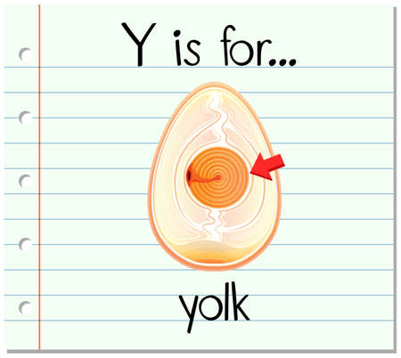 Flashcard letter Y is for yolk illustrationのイラスト素材
