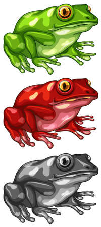 Frog in three different colors illustrationのイラスト素材