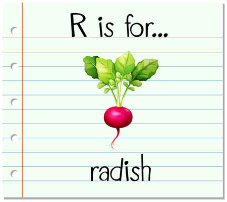 Flashcard letter R is for radish illustrationのイラスト素材