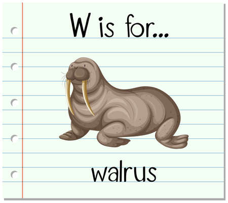 Flashcard letter W is for walrus illustrationのイラスト素材