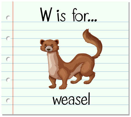 Flashcard letter W is for weasel illustrationのイラスト素材