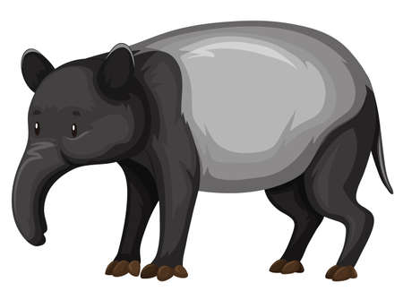 Tapir on white background illustrationのイラスト素材