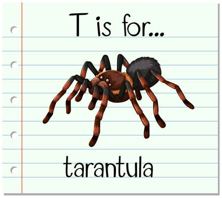 Flashcard letter T is for tarantula illustrationのイラスト素材