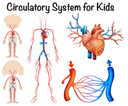 Circulatory system for kids illustrationのイラスト素材