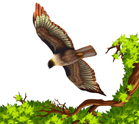 Eagle flying over the tree illustrationのイラスト素材