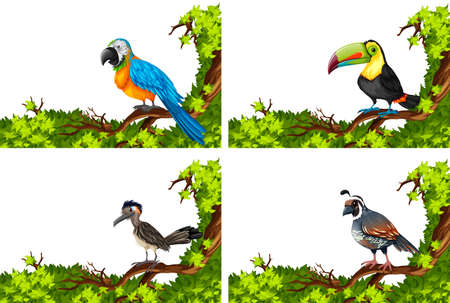 Four kinds of bird on the branches illustrationのイラスト素材