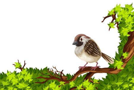 Brown sparrow on green branch illustrationのイラスト素材