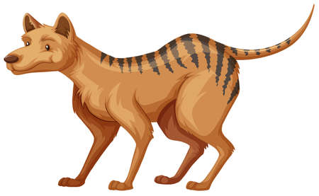 Tasmanian tiger on white background illustrationのイラスト素材