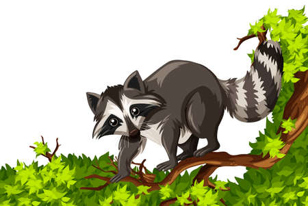 Raccoon standing on the tree illustrationのイラスト素材