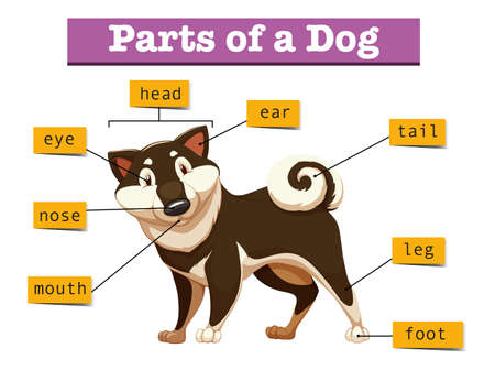 Diagram showing different part of dog illustrationのイラスト素材