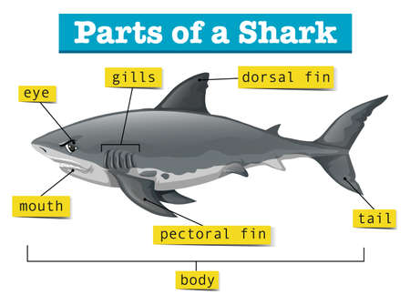 Diagram showing parts of shark illustrationのイラスト素材