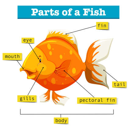 Diagram with parts of fish illustrationのイラスト素材