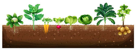 Vegetables growing from underground illustrationのイラスト素材