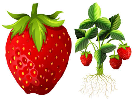 Strawberry and strawberry plant illustrationのイラスト素材