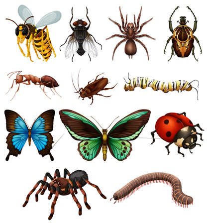 Set of different wild insects illustrationのイラスト素材
