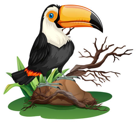 Toucan bird standing on rock illustrationのイラスト素材
