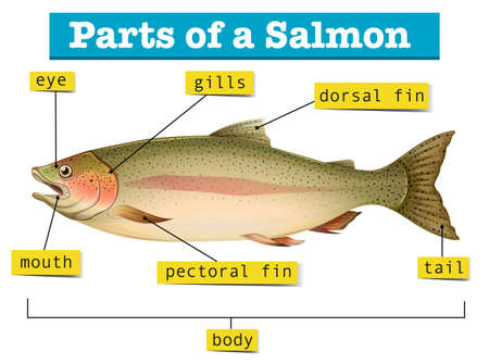 Diagram showing parts of salmon illustrationのイラスト素材