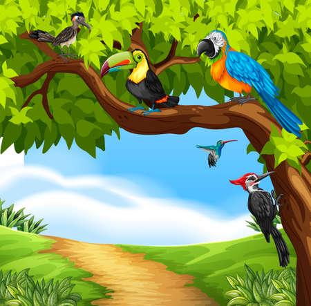Wild birds in the tree illustrationのイラスト素材