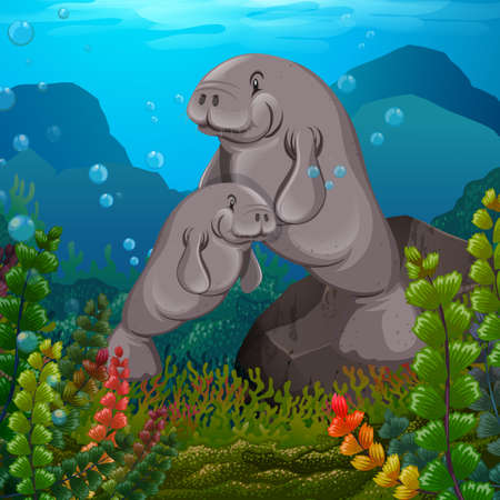 Mantanees swimming under the sea illustrationのイラスト素材