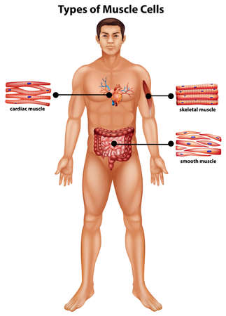 Diagram showing types of muscle cells illustrationのイラスト素材