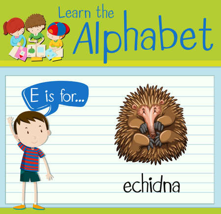 Flashcard letter E is for echidna illustrationのイラスト素材
