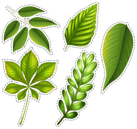 Different types of green leaves illustrationのイラスト素材