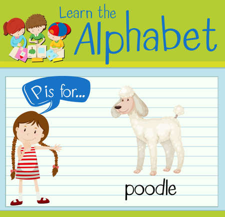 Flashcard letter P is for poodle illustrationのイラスト素材