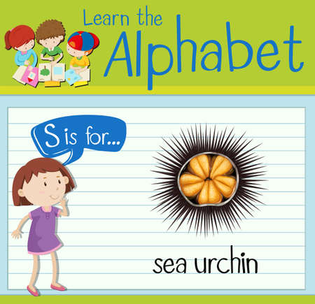 Flashcard letter S is for sea urchin illustrationのイラスト素材