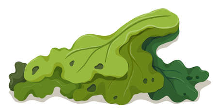 Rotten green vegetable on white background illustrationのイラスト素材