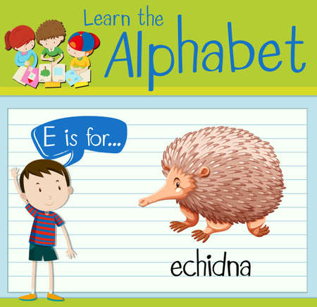 Flashcard letter E is for echidna illustrationのイラスト素材