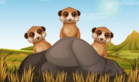 Three meerkats behind the stone illustrationのイラスト素材