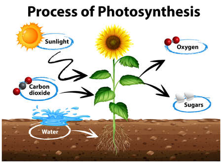 Diagram showing sunflower and process of photosynthesis illustrationのイラスト素材