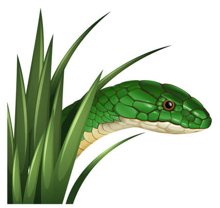 Green snake behind the grass illustrationのイラスト素材
