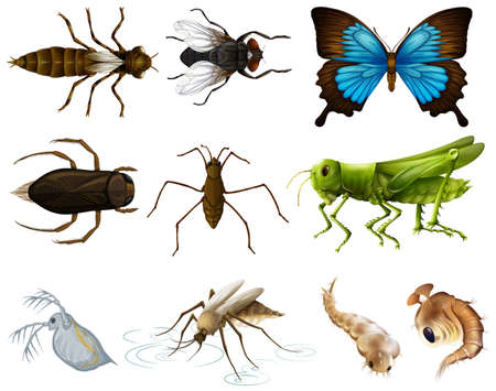 Insects set on white background illustrationのイラスト素材