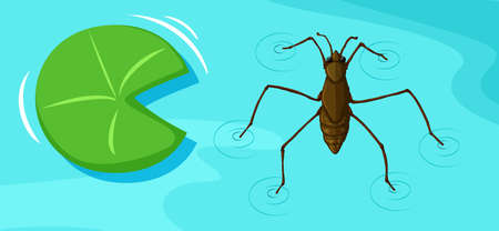Water skater and leaf on water illustration