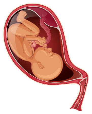 Baby in womb of pregnant woman illustrationのイラスト素材